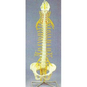 Vertebral Pelvis & Spinal Nerves
